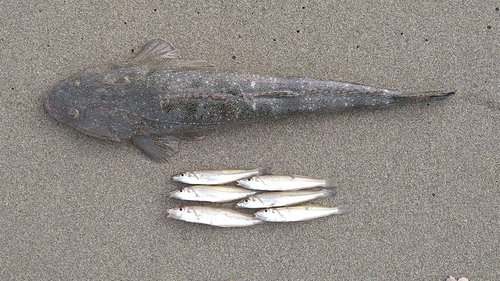 マゴチの釣果