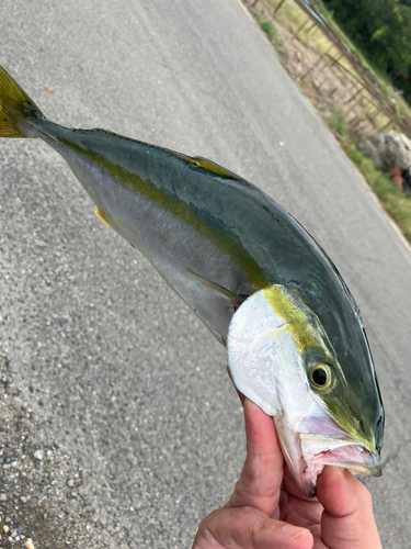 ツバスの釣果