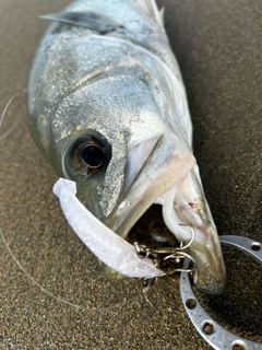 スズキの釣果