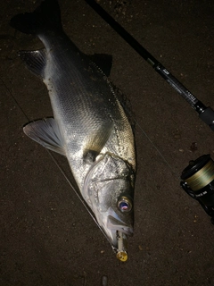 セイゴ（ヒラスズキ）の釣果