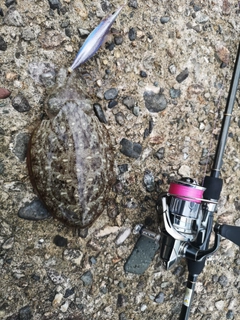 モンゴウイカの釣果