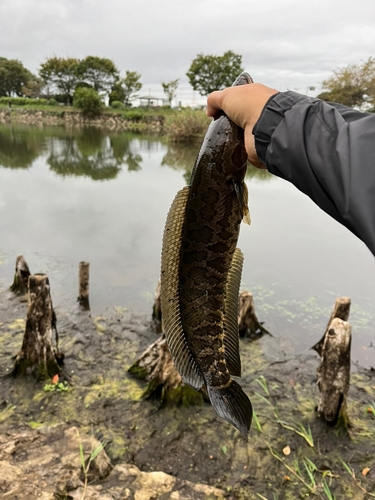 ライギョの釣果