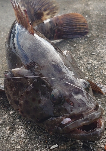 チャイロマルハタの釣果