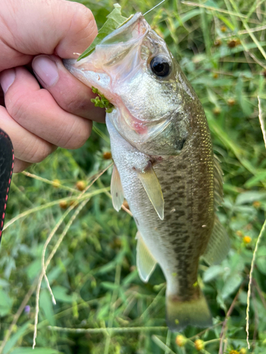 ラージマウスバスの釣果