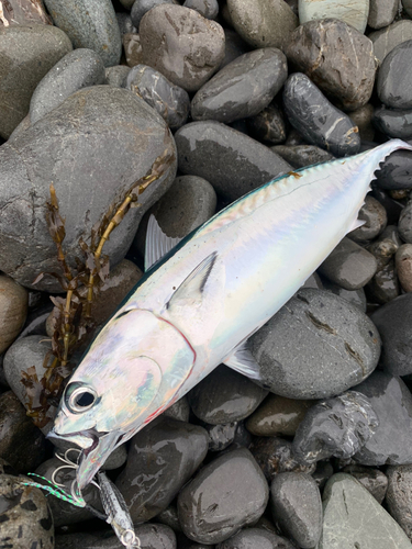 ソウダガツオの釣果