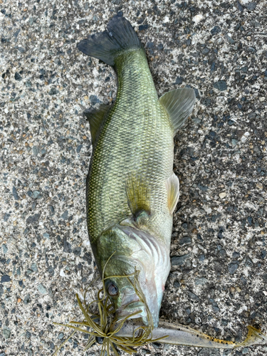 ブラックバスの釣果