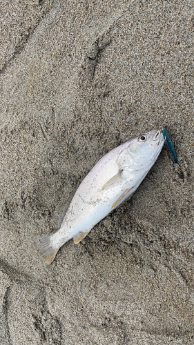 ニベの釣果