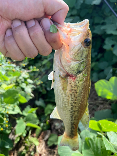 ラージマウスバスの釣果