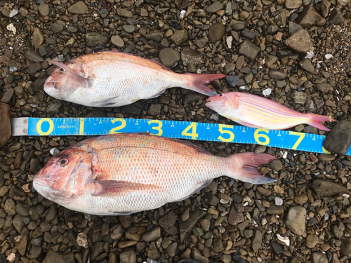 マダイの釣果