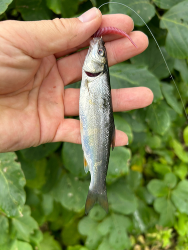 ウグイの釣果