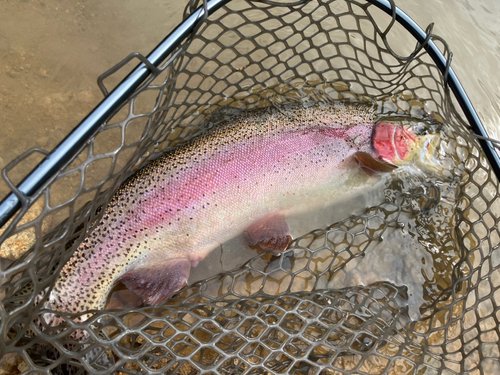 ニジマスの釣果