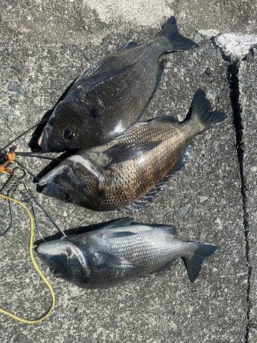 チヌの釣果