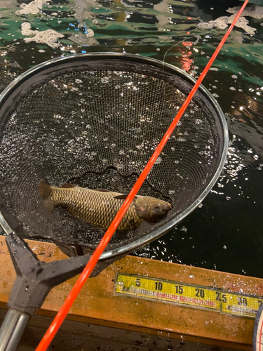 コイの釣果