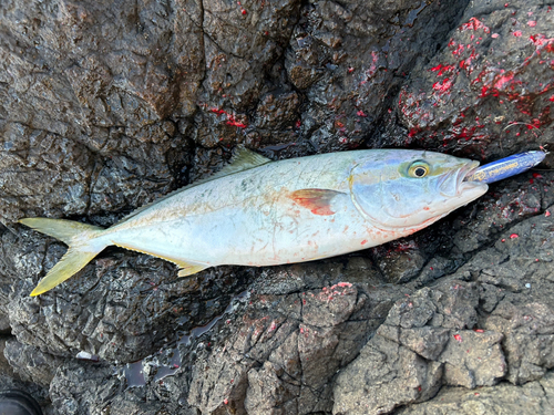 ヒラマサの釣果