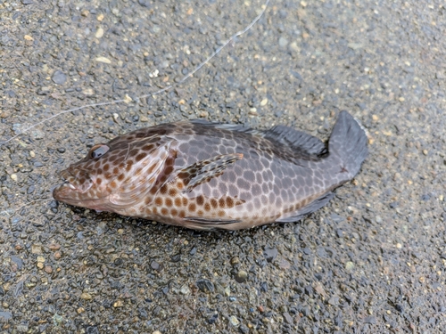 オオモンハタの釣果