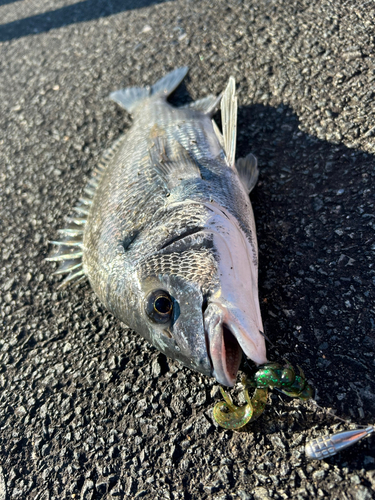 チヌの釣果