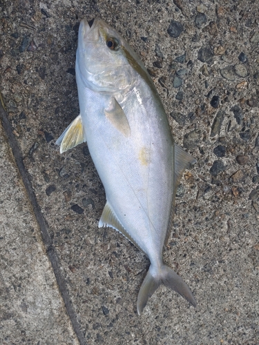 ネイリの釣果