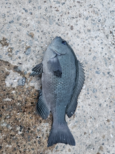 クチブトグレの釣果