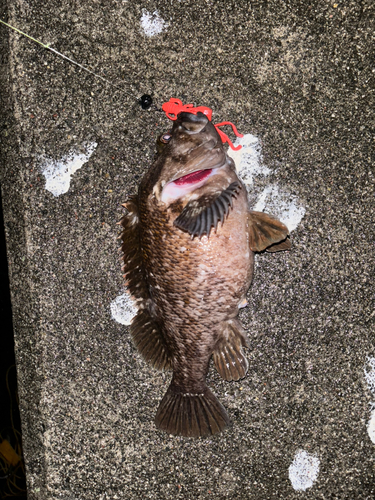 クロソイの釣果