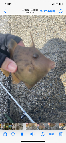 カワハギの釣果