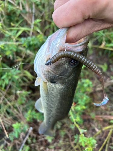 ブラックバスの釣果