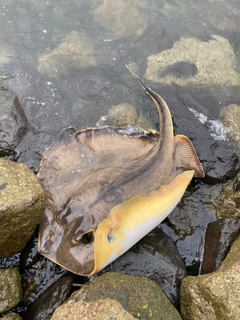 アカエイの釣果