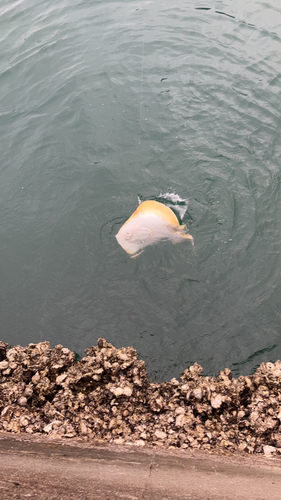 アカエイの釣果