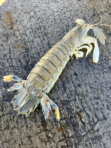 シャコの釣果