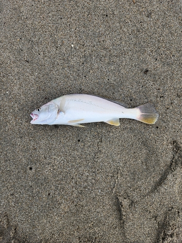 ニベの釣果