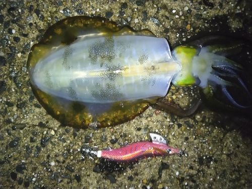 豊浜漁港