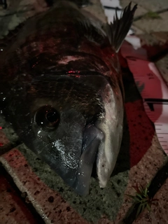 チヌの釣果