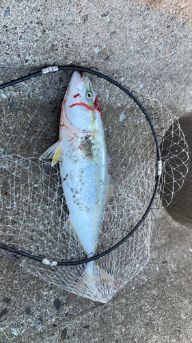 イナダの釣果