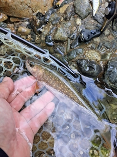 イワナの釣果