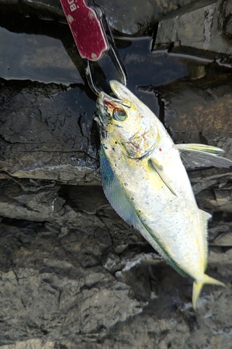 シイラの釣果