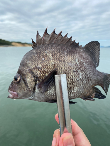 ヒゲダイの釣果