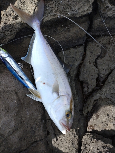 ネイリの釣果