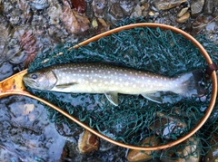 アメマスの釣果