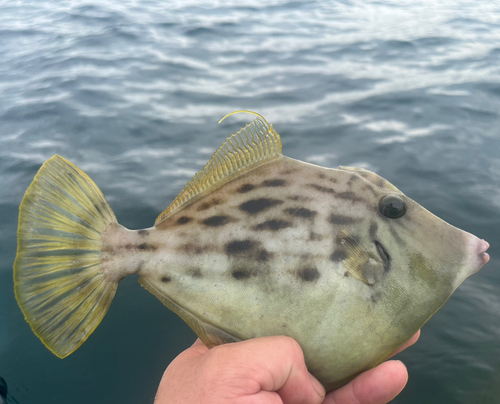 カワハギの釣果