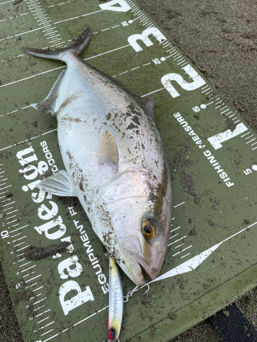 ショゴの釣果