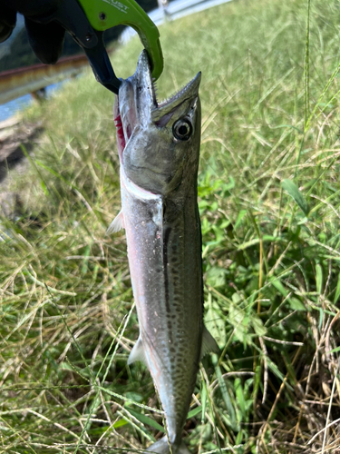 サゴシの釣果