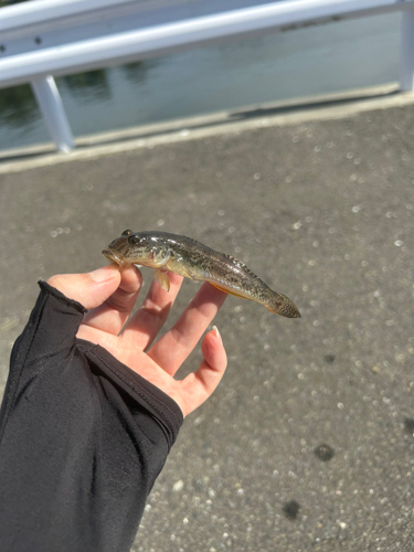 マハゼの釣果