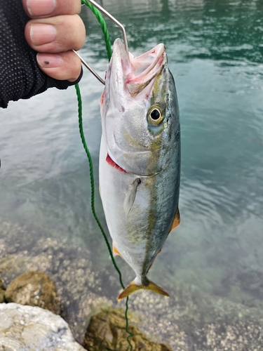 ヤズの釣果