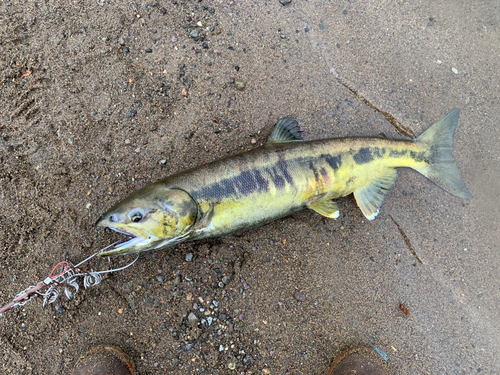 サケの釣果