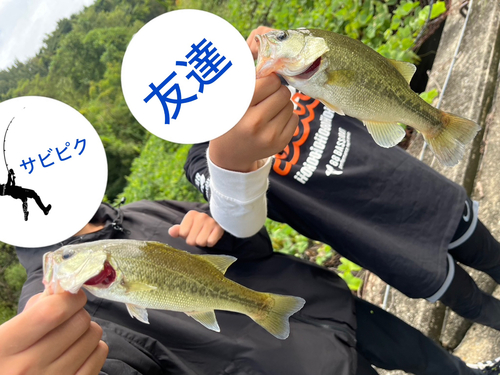 ブラックバスの釣果