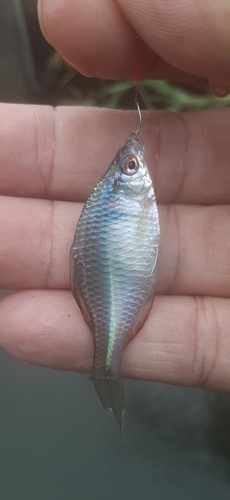 タイリクバラタナゴの釣果