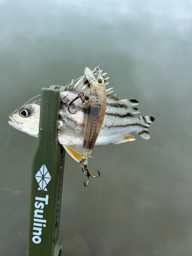 コトヒキの釣果