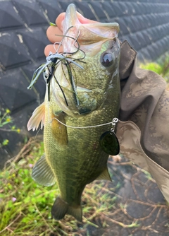 ラージマウスバスの釣果