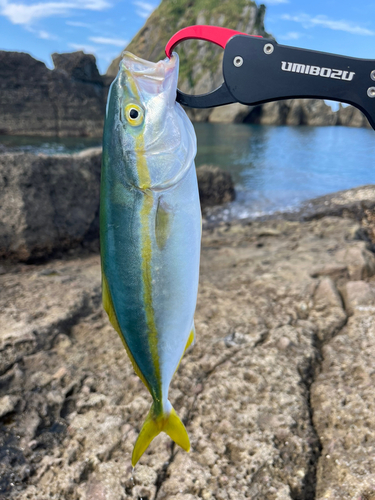 ワカシの釣果