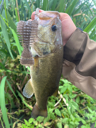 ラージマウスバスの釣果