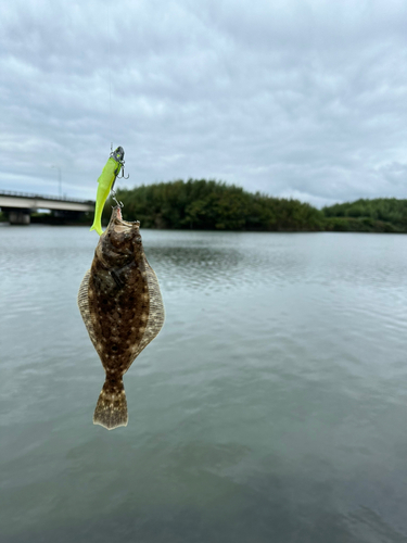 ヒラメの釣果